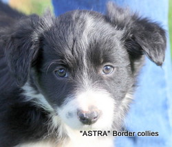 ~Black and white female, Smooth to medium coat, border collie puppy